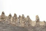 Fossil Fish (Cimolichthys) Jaw Section - Kansas #197618-3